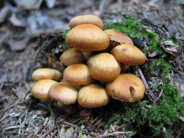 Kuehneromyces mutabilis